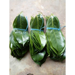 Jual Jual Daun Sirsak Segar Atau Daun Nangka Walanda Per Lembar