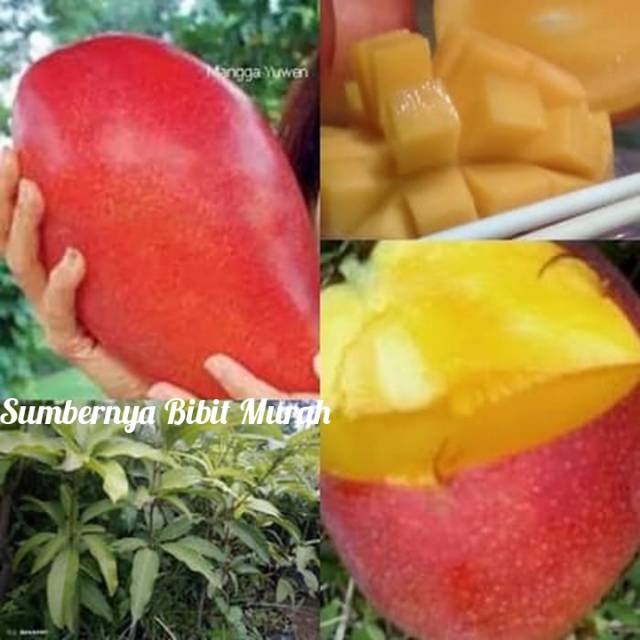 Jual Bibit Mangga Yuwen Taiwan Mangga Merah Eksotis Shopee Indonesia