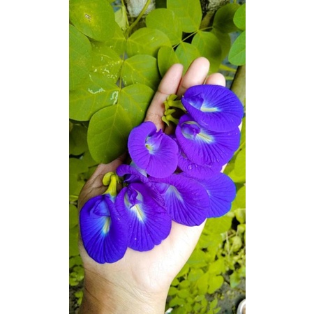 Jual Bunga Telang 10 Gr Teh Bunga Telang Butterfly Pea Shopee Indonesia