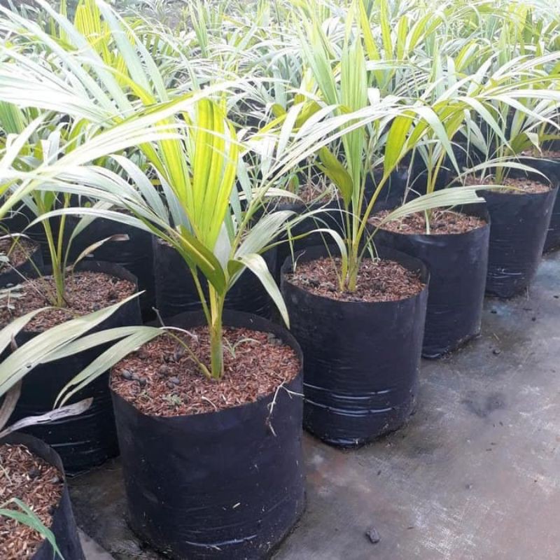 Jual Bibit Palm Kuning Pohon Palm Kuning Tinggi 25cm Shopee Indonesia