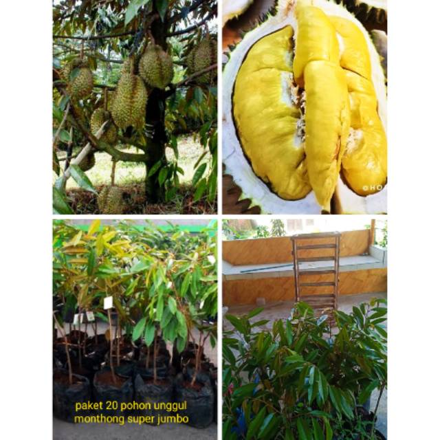 Jual Durian Monthong Super Jumbo Paket 20 Pohon Jenis Unggul Genjah