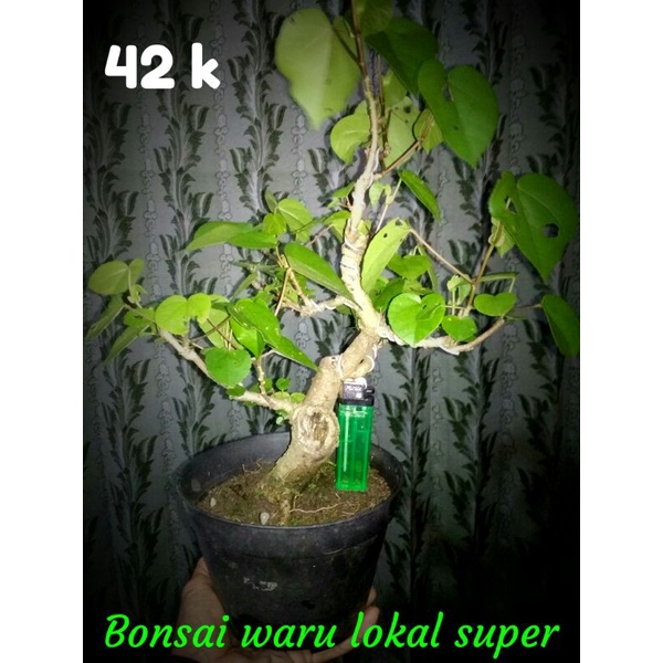 Jual Bahan Bonsai Waru Super Lokal Shopee Indonesia