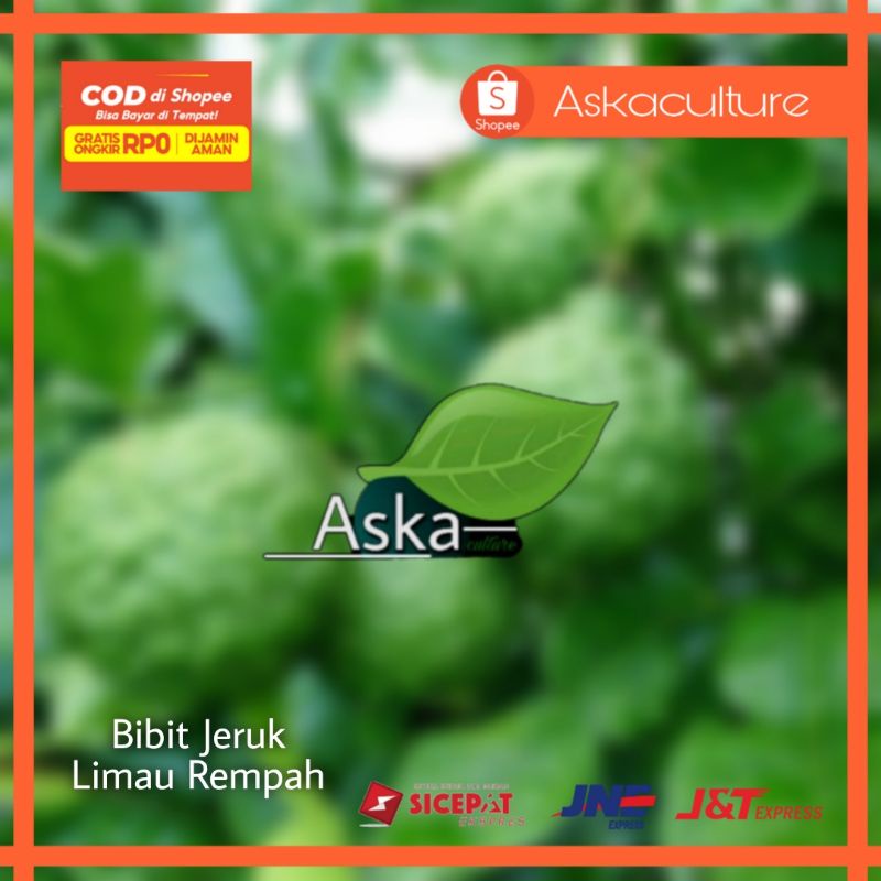 Jual Bibit Tanaman Buah Rempah Rempah Masakan Jeruk Limau Jeruk Limo