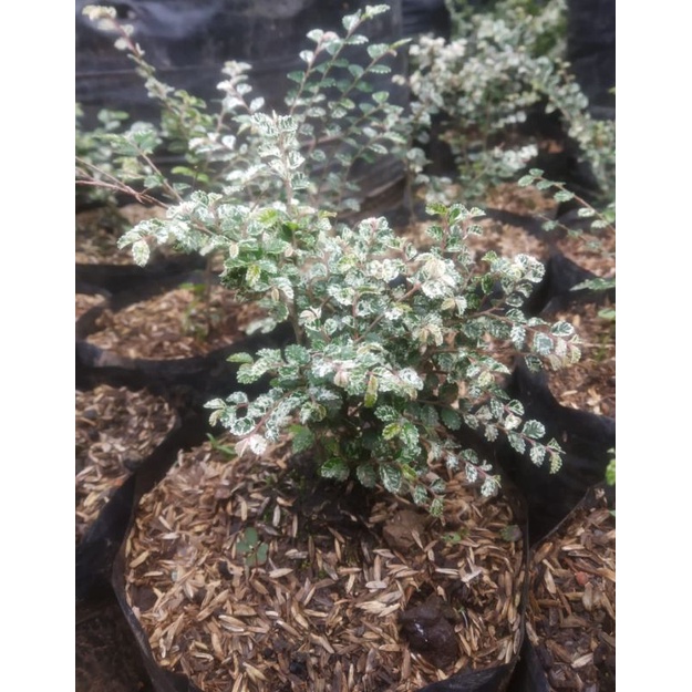 Jual Bahan Bonsai Ulmus Micro Variegata Shopee Indonesia