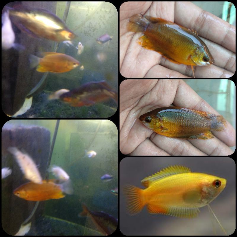 Jual Ikan Sepat Hias Yellow Bangkok Untuk Aquarium Dan Aquascape