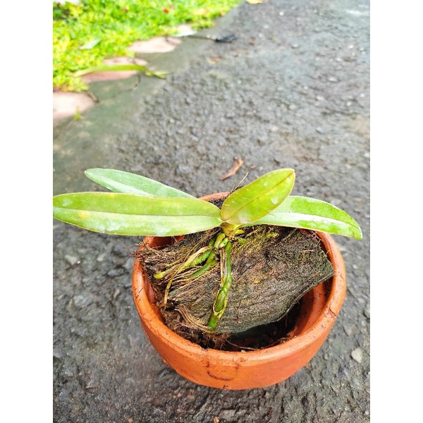 Jual Real Plant Anggrek Bulan Doritis I Anggrek Bulan Phalaenopsis