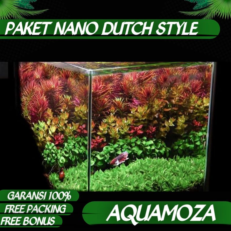 Jual PAKET NANO DUTCH STYLE 10 40CM TANAMAN AQUASCAPE Shopee