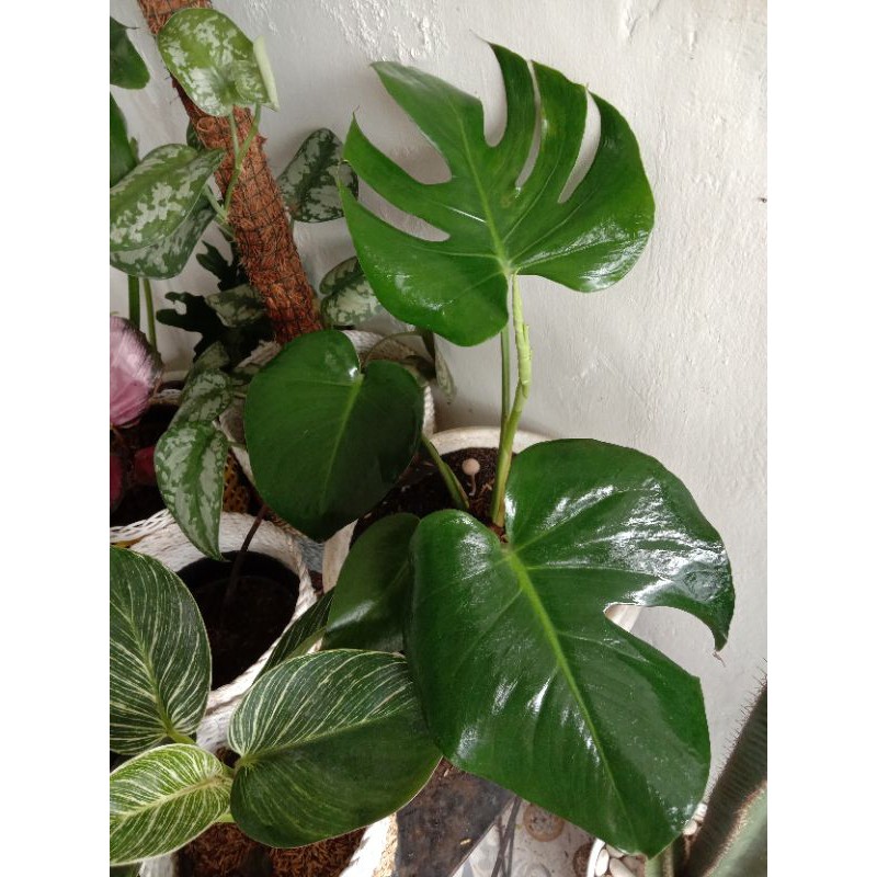 Jual Monstera King Deliciosa Induk Sesuai Foto Shopee Indonesia