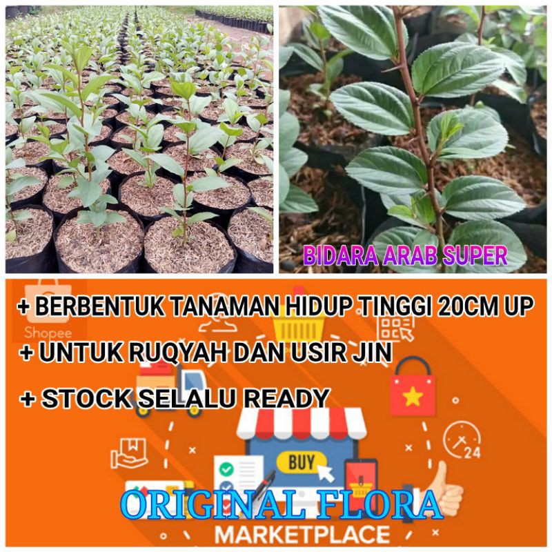 Jual Pohon Bidara Bibit Bidara Tanaman Bidara Indonesia Shopee Indonesia