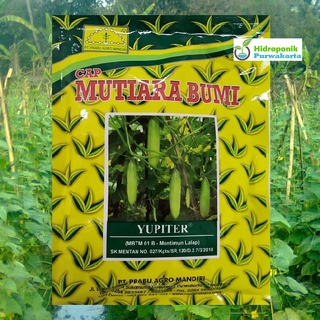 Jual Benih Timun Mentimun Lalap Yupiter Cap Mutiara Bumi 200 Gram