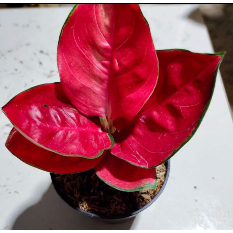 Jual Aglaonema Suksom Mangkok Daun Bulat Shopee Indonesia