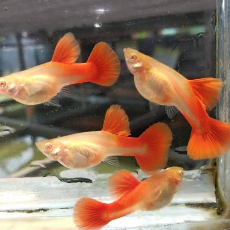 Jual Ikan Guppy Albino Full Red Sepasang Shopee Indonesia