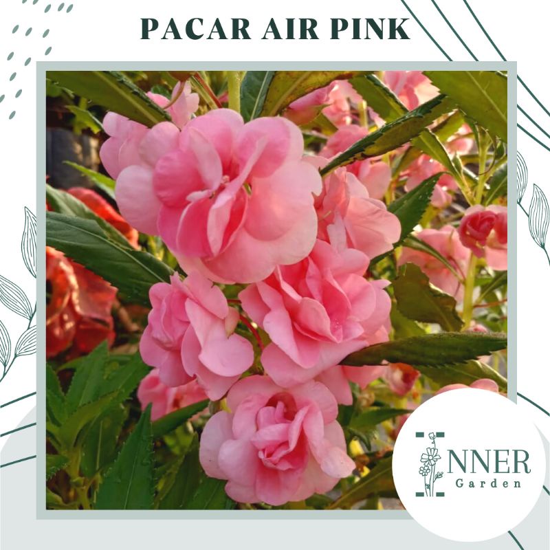 Jual 6 Biji Benih Bunga Pacar Air Pink Tumpuk Impatiens Balsamina