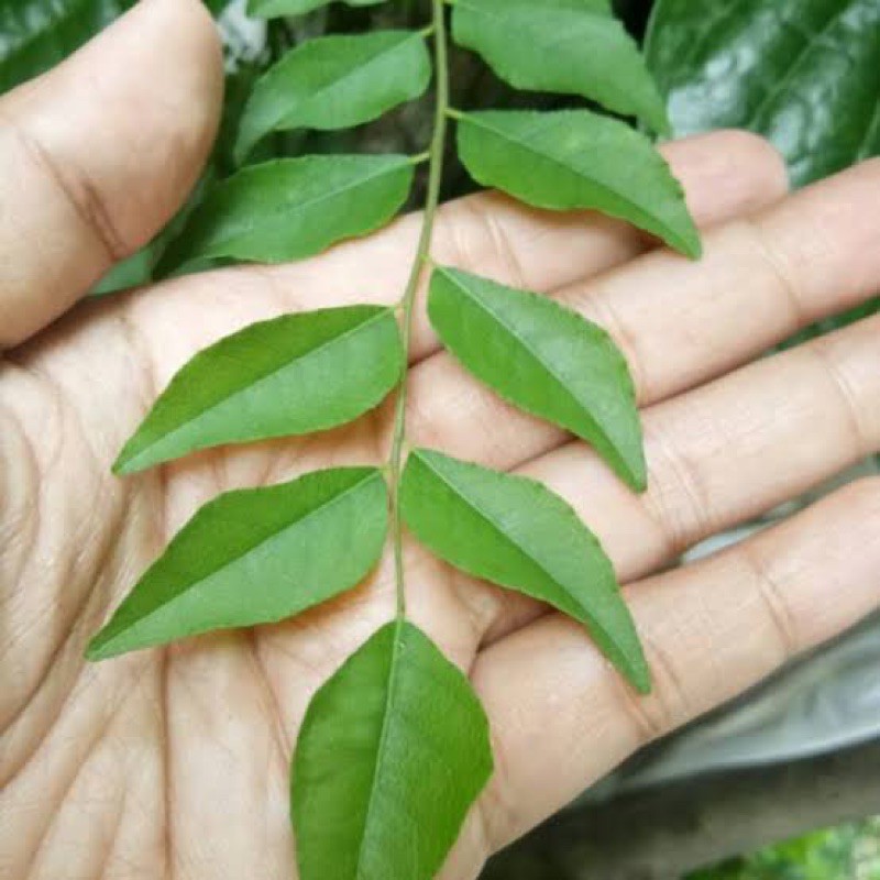 Jual Daun Kari Daun Salam Koja Segar Daun Temurui Curry Leaves Shopee