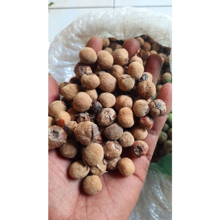 Jual 35 Biji Jati JUMBO Super Unggul Pusat Benih Tanaman Shopee