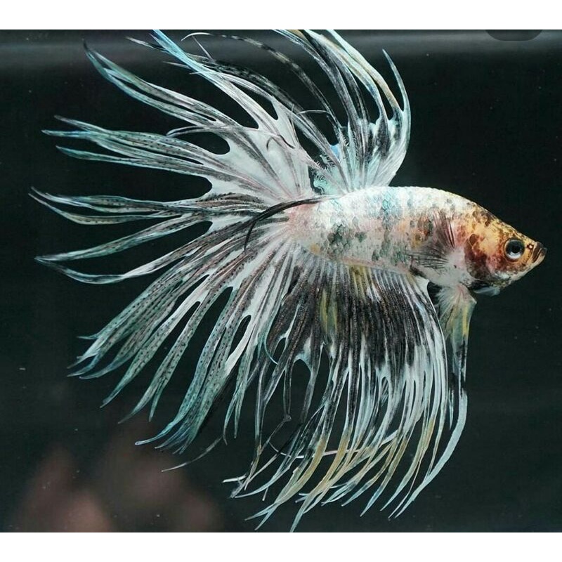 Jual Serit Crowntail Fancy Mascot Ukuran Super Besar Shopee Indonesia