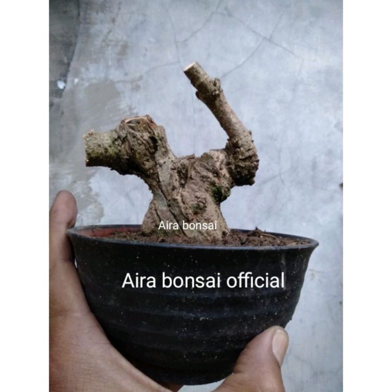 Jual Bahan Bonsai Mame Waru Lokal Shopee Indonesia