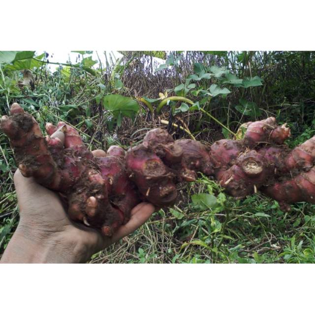 Jual Jahe Merah Super Segar Dan Besar Baru Sampai Dari Kampung Ke