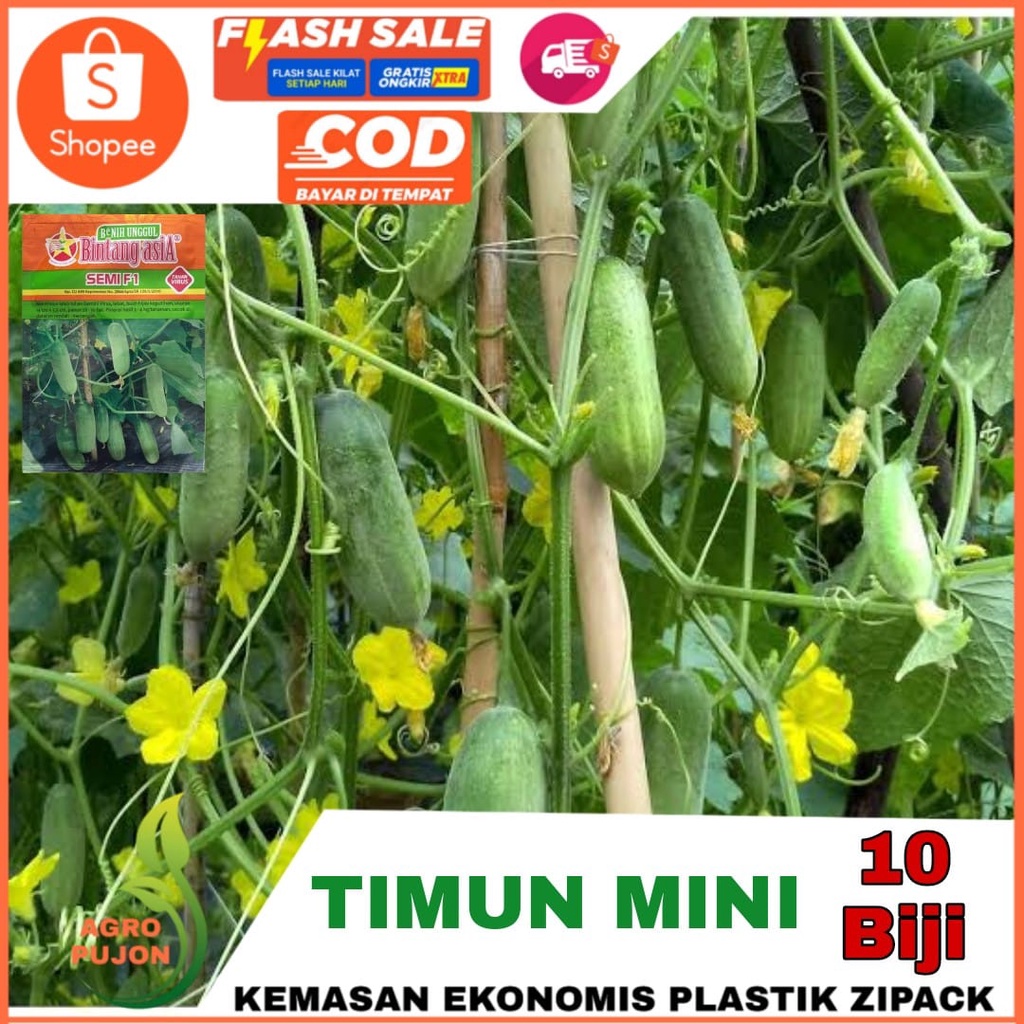 Jual Benih Timun Mini Semi F Hibrida Benih Bintang Asia Benih