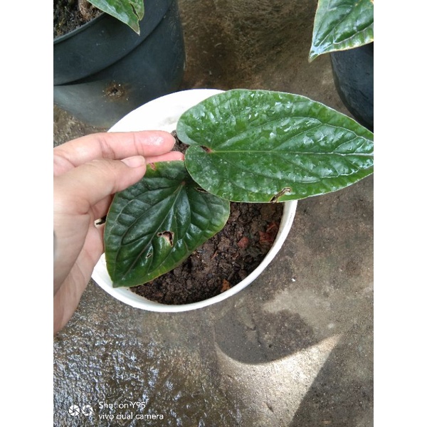 Jual Tanaman Sirih Badak Jumbo Monstera Karstenianum Shopee Indonesia