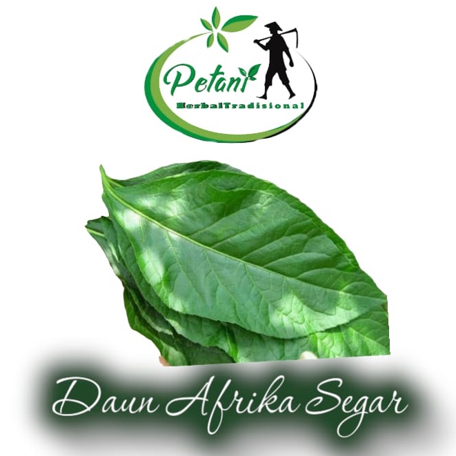 Jual Daun Afrika Daun Sambung Nyawa Segar Lembar Klorofil Shopee