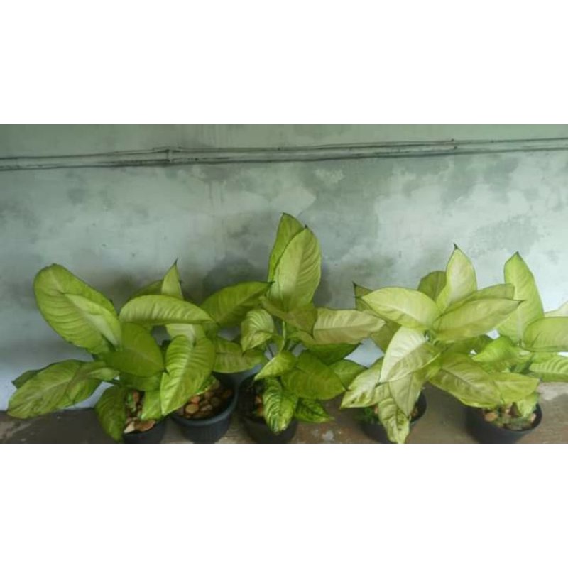 Jual Aglaonema Diven Tissue Jumbo Shopee Indonesia