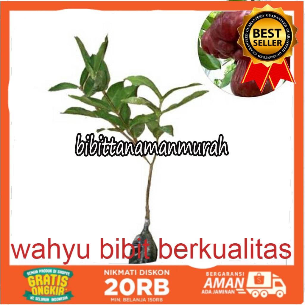 Jual Bibit Buah Jambu Air Citra Shopee Indonesia