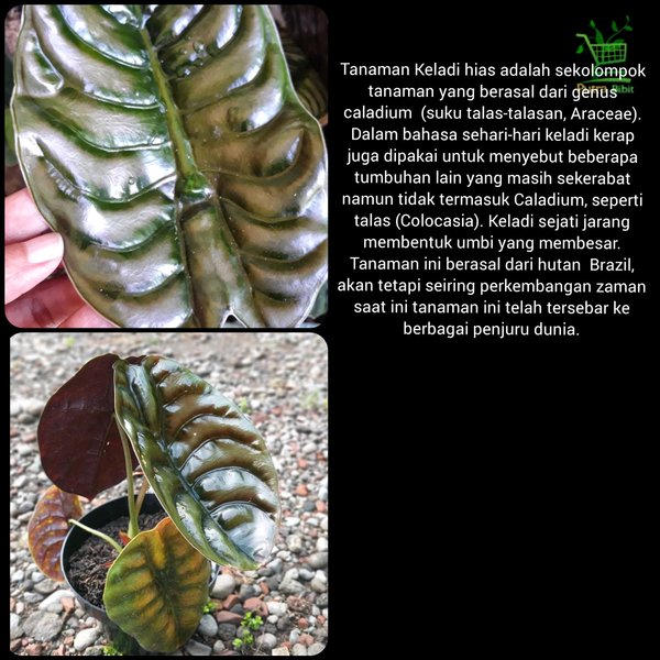 Jual Tanaman Hias Keladi Tengkorak Alocasia Cuprea Daun Kuping