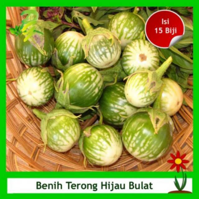 Jual Benih Terong Hijau Bulat Lalapan Isi Biji Shopee Indonesia