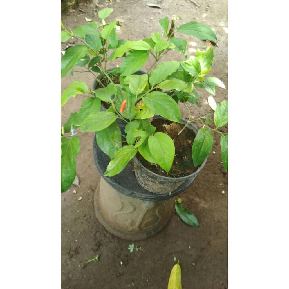 Jual Paket Tanaman 10 Bibit Cabe Jawa Shopee Indonesia