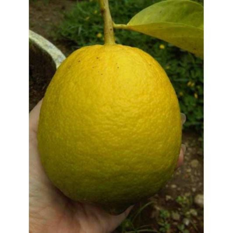 Jual Jeruk Lemon Jumbo 1kg Isi 3 4 Jeruk Tanpa Pestisida Segar Dari