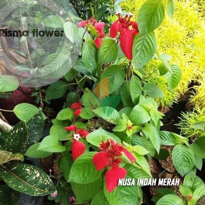 Jual Tanaman Hias Pohon Bunga Nusa Indah Merah Tanaman Hias Hidup