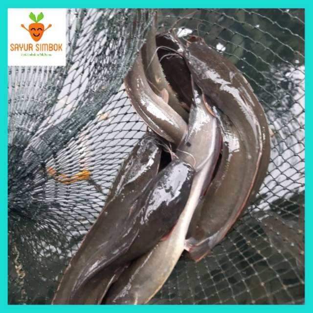 Jual Ikan Lele Segar Kg Isi Sampai Shopee Indonesia