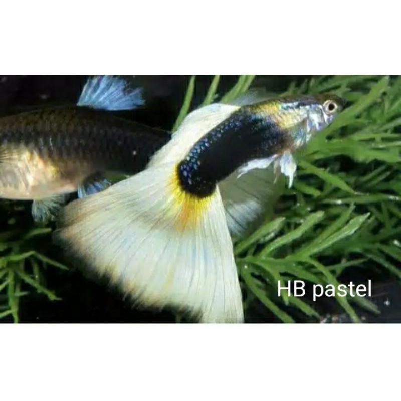 Jual Indukan Ikan Guppy Hb Pastel Ikan Hias Air Tawar Ikan Cupang