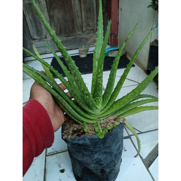 Jual Bibit Lidah Buaya Jumbo Aloevera Shopee Indonesia