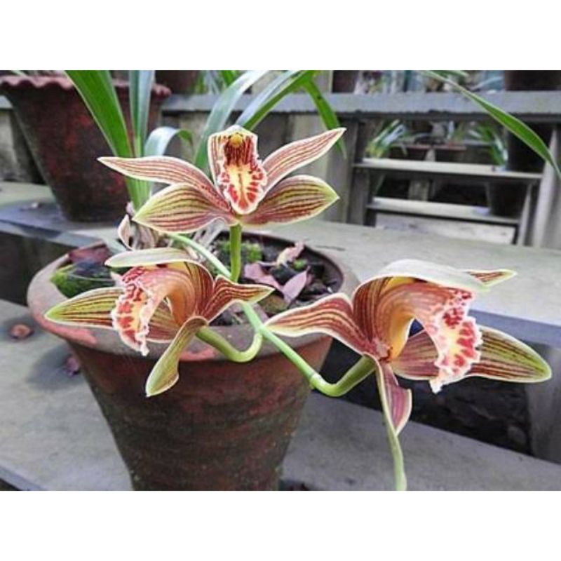 Jual Anggrek Cymbidium Iridioides Giganteum Anggrek Tanah Bunga Murah