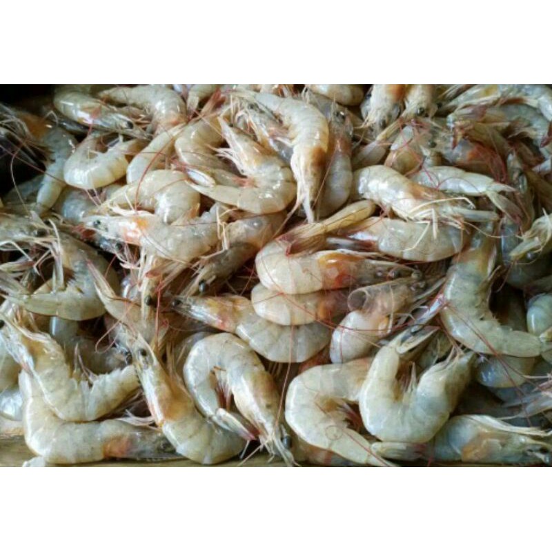 Jual Udang Segar 500g Shopee Indonesia