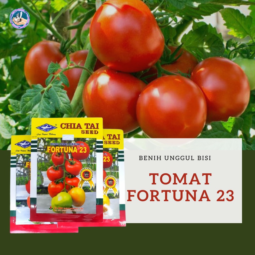 Jual Benih Unggul Tomat Hibrida F1 Fortuna 23 HG Home Garden BISI