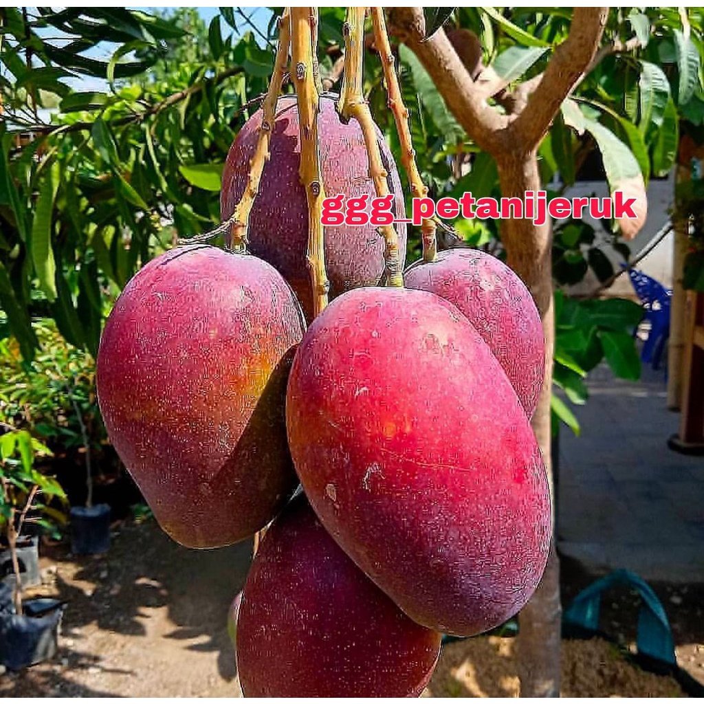 Jual Bibit Mangga Yuwen Seri 6 Asli Okulasi Shopee Indonesia