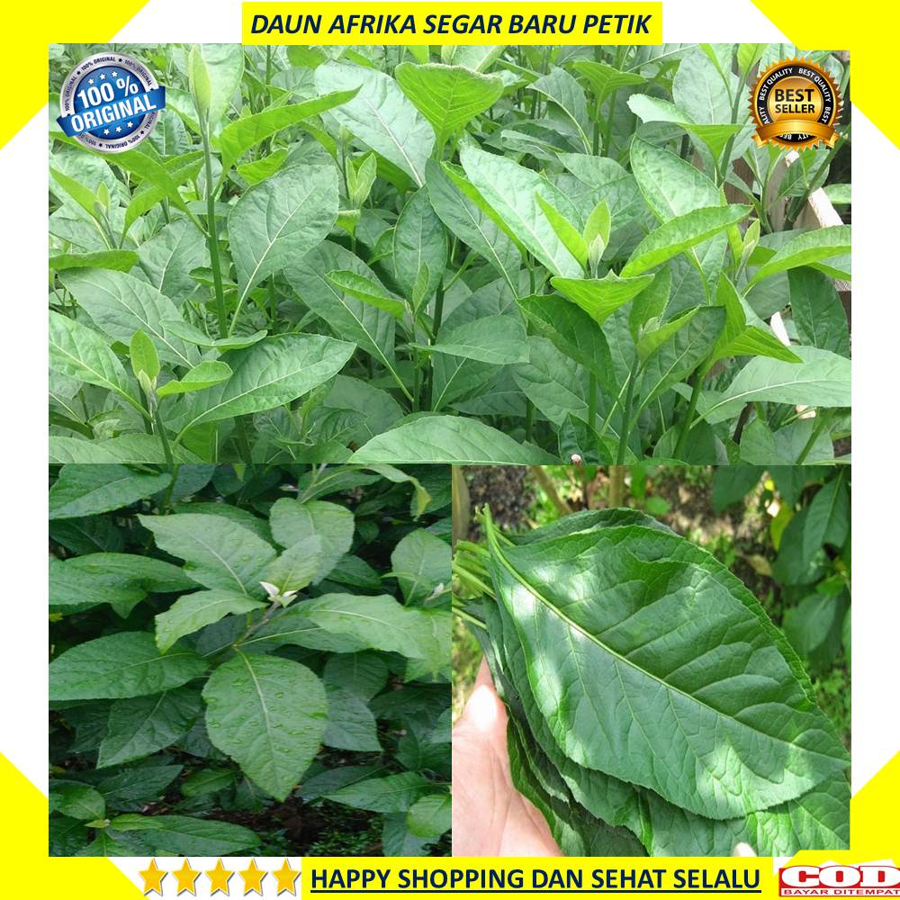 Jual Daun Afrika 250 Gram Segar Baru Petik Indonesia Shopee Indonesia