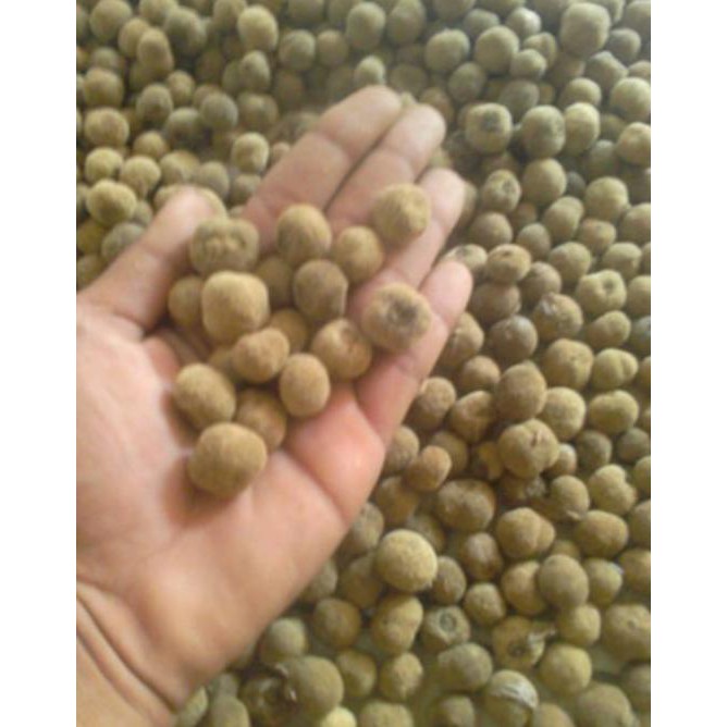 Jual Jual 1 Kg Benih Biji Pohon Jati Hibrida Solomon Shopee Indonesia