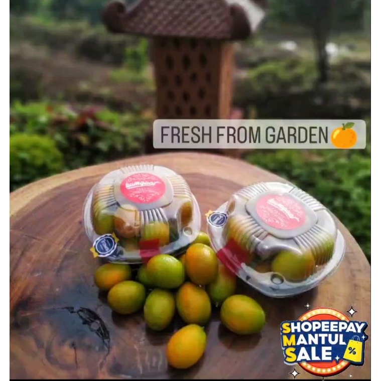 Jual FRESH JERUK NAGAMI SUPER JERUK KIMKIT KUMQUAT NAGAMI KULIT BISA