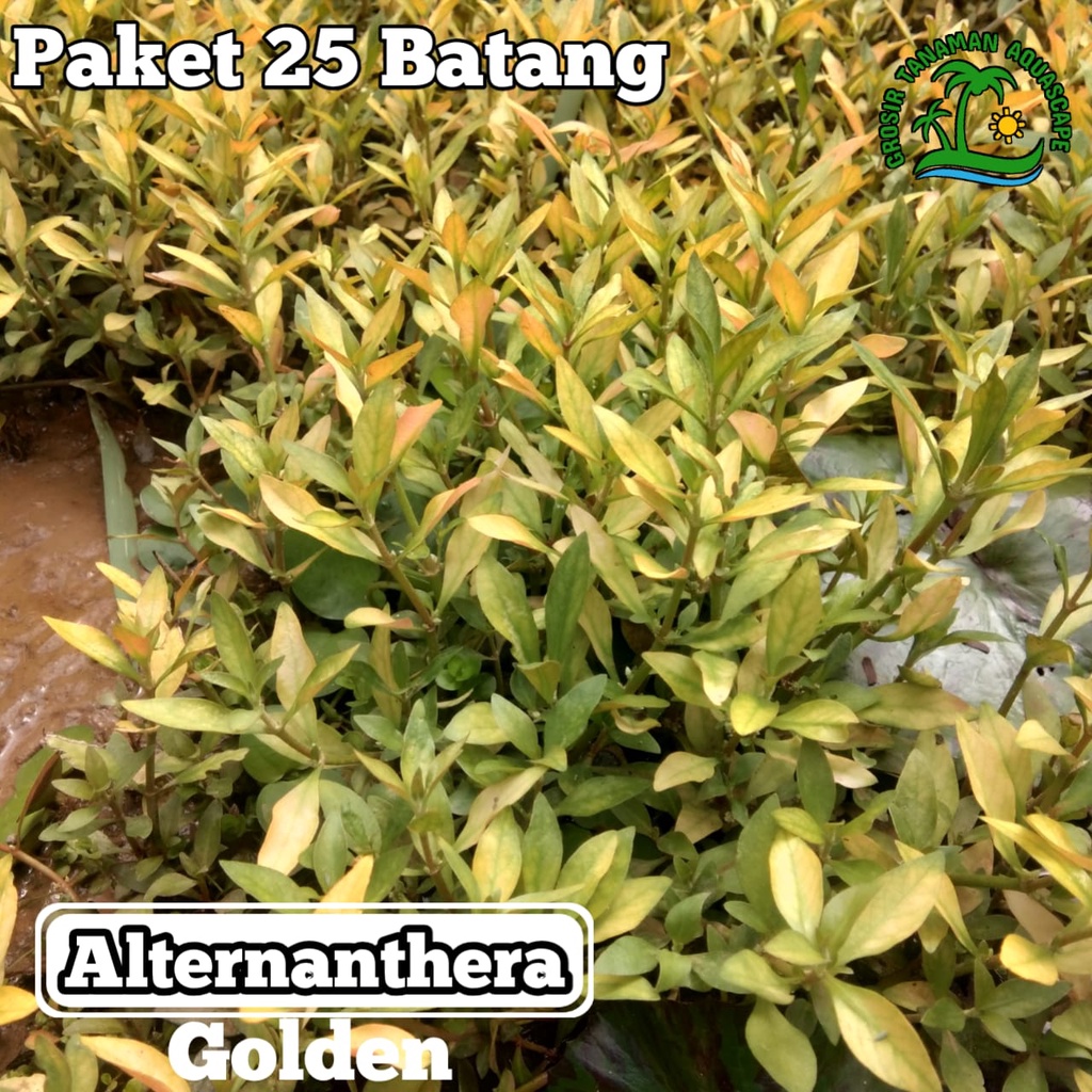 Jual Tanaman Aquascape Alternanthera Golden Paket Batang Tanaman