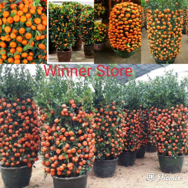 Jual 7 Butir Biji Benih Citrus Sinensis Jeruk Manis Sweet Orange