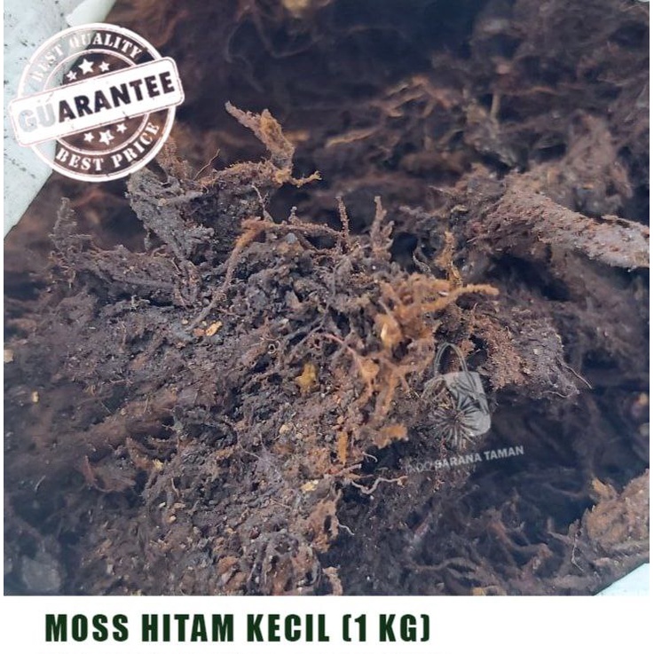 Jual Media Tanam Moss Hitam Akar Kadaka Kg Mos Hitam Media Tanam