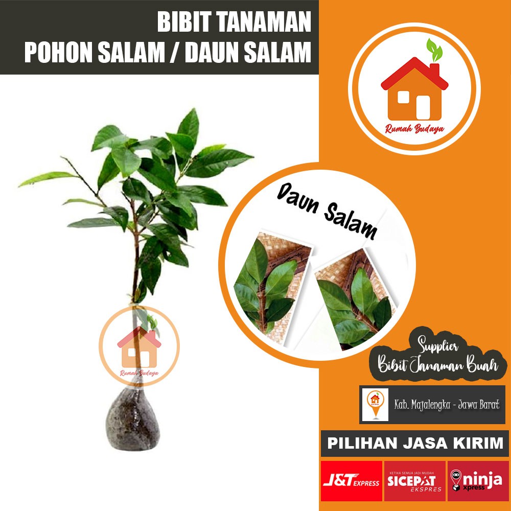 Jual Bibit Pohon Salam Pohon Daun Salam Shopee Indonesia