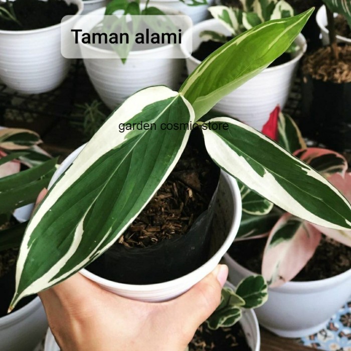 Jual Pisang Heliconia Varigata Putih Tanaman Hias Pisang Heliconia