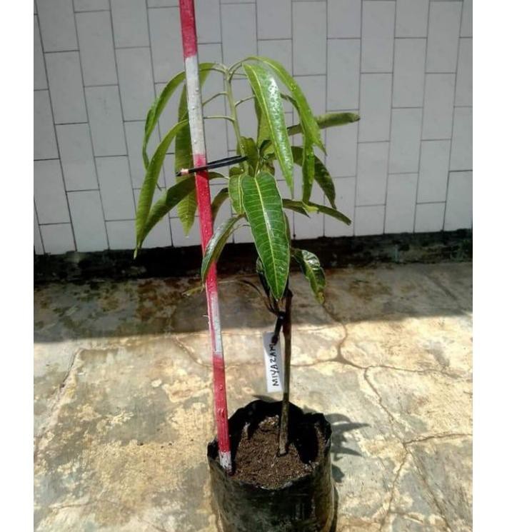 Jual Laris Bibit Mangga Miyazaki C S Shopee Indonesia