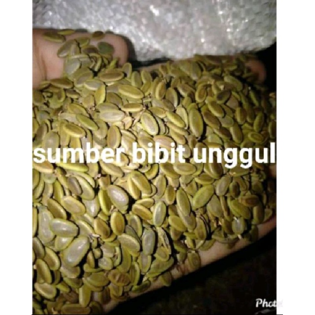 Jual Biji Sengon Super Unggul Siap Semai Kg Bonus Pupuk Npk Shopee