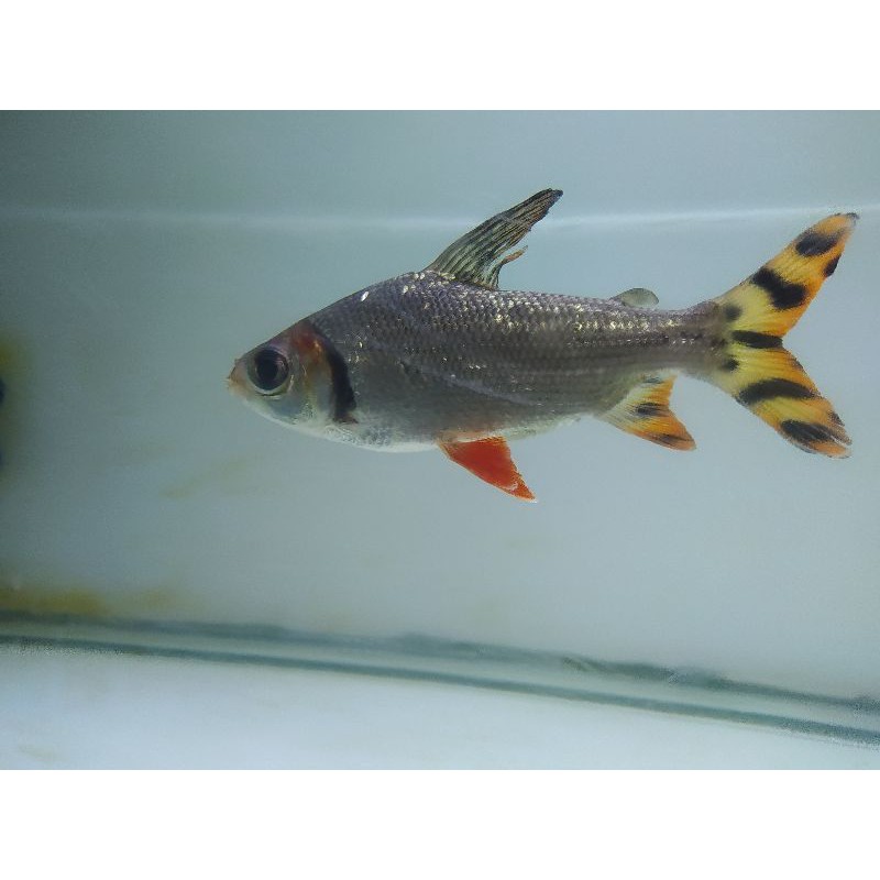 Jual Ikan Red Feifeng Flagtail Tankmate Rff Cm Shopee Indonesia